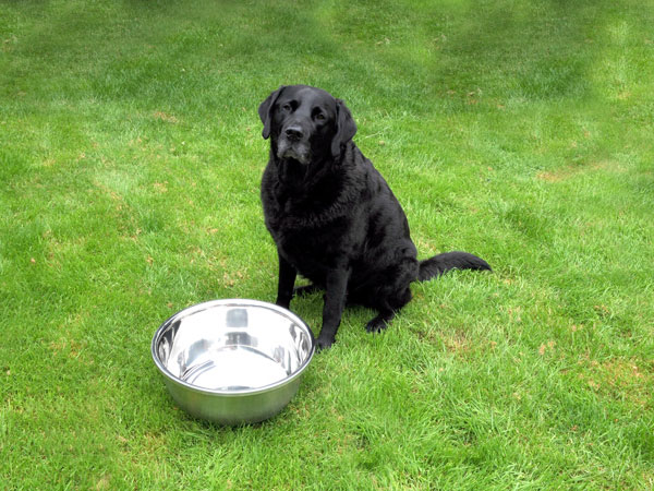 Pet Food / Water Bowl - 12L